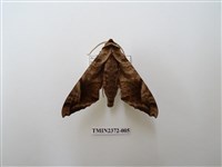 藏品(全緣缺角天蛾)的圖片